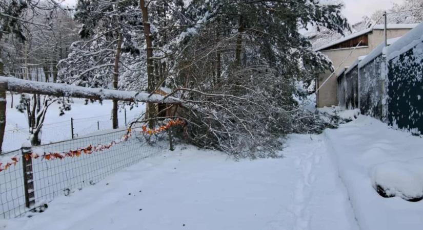 A hó több mint 200 fát döntött ki a kassai állatkertben, továbbra is zárva tart