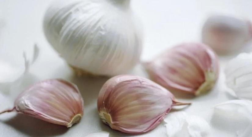 Orrfacsaró szagú növényből készítettek szájvizet a kutatók