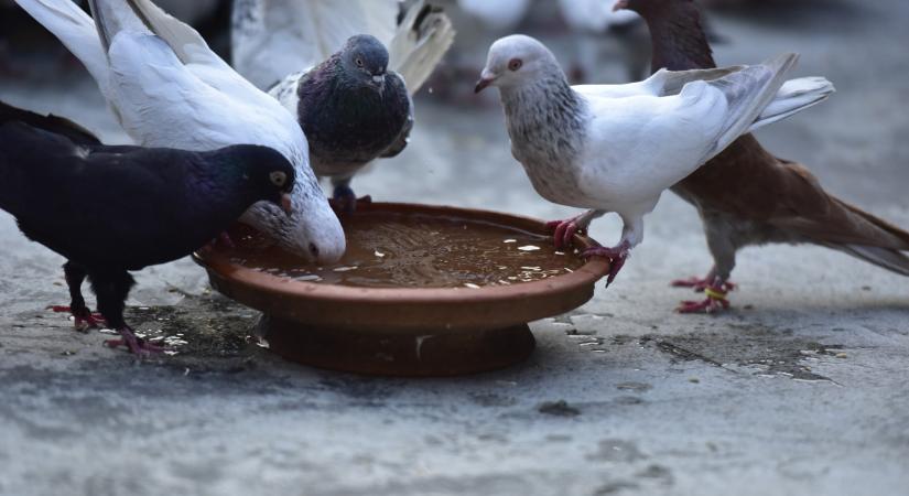 Annyira sok itt a galamb, hogy engedélyezték a kilövésüket