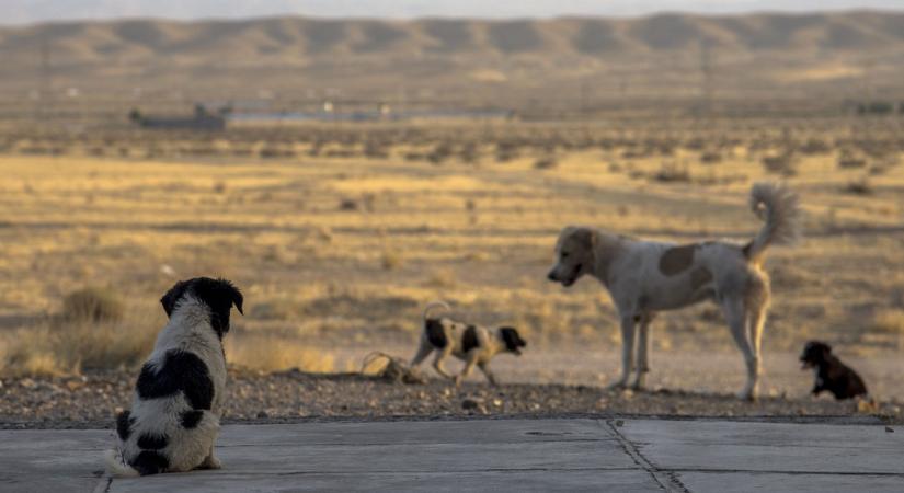 Ebadó jön a Balatonnál – vitát kavar a kutyatartás szigorítása