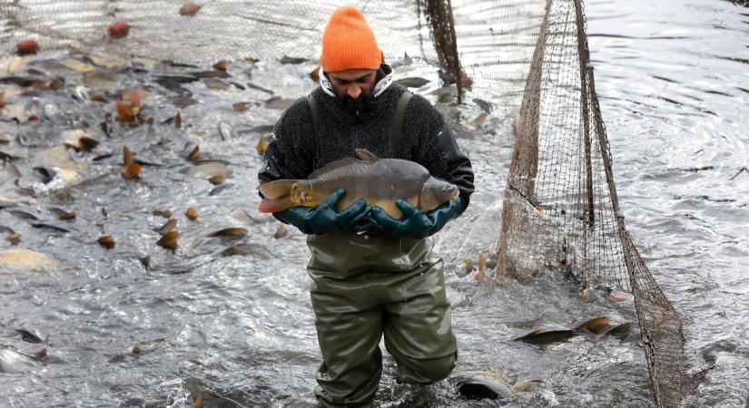 Megkezdték a karácsonyi lehalászást a tavakon, ennyiért kerül a ponty az ünnepi asztalra