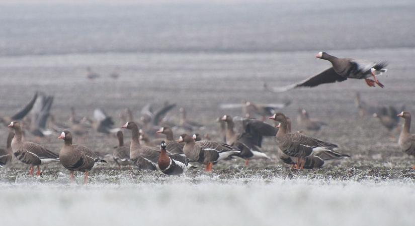 Indul a tatai valóságshow: főszerepben az Öreg-tavon telelő vízimadarak