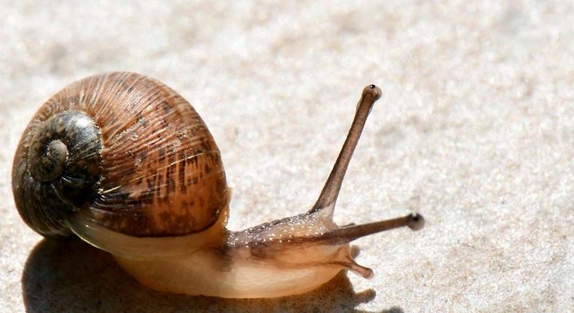 Csigalassan halad a kisvárdai csigagyár elszámoltatása