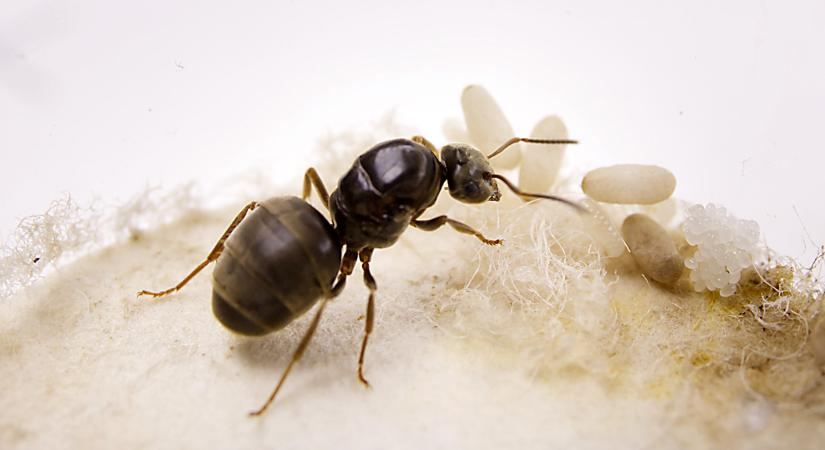 A királynőt megölni nem kell félnetek…