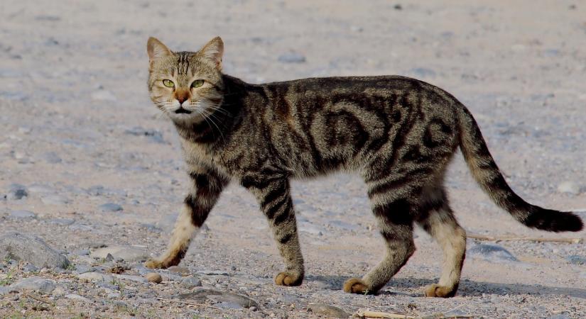 Nem árulhatnak többé kutya- és macskahúst Jakartában