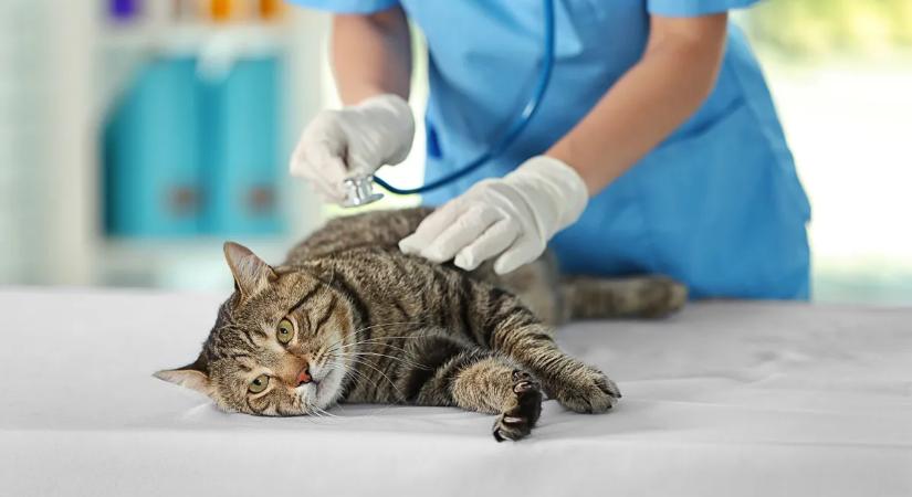 Fagyálló mérgezés macskáknál: így ismerd fel időben, hogy megmentsd a cicád életét