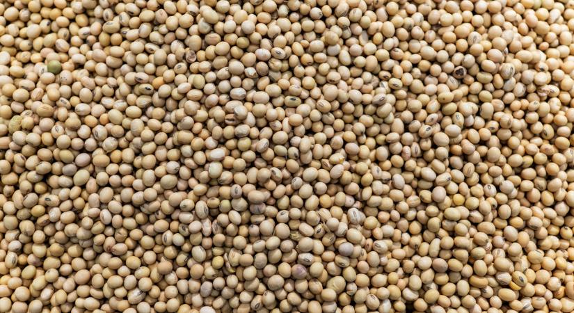 Újraindultak a szójaszállítmányok a több hónapos leállás után