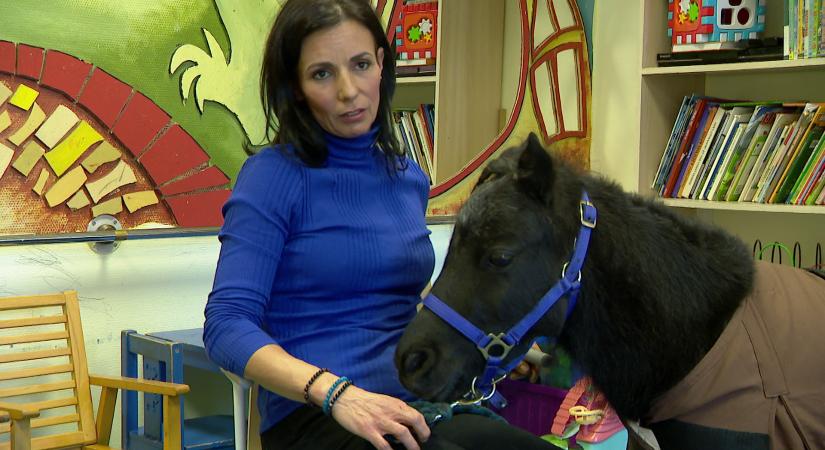 Vertigo, a gyógyító mini ló: Négylábú terapeuta a Bethesda Gyermekkórházban  videó