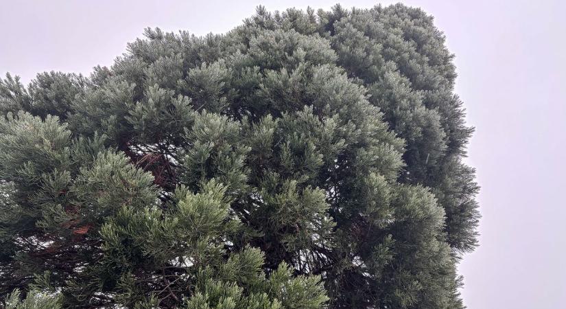 Már megérkezett Veszprém karácsonyfája, lassan nyílik az karácsonyi vásár (galéria  videó)