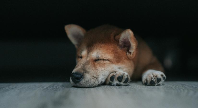 Harmatgyenge rajt a Dogecoin ETF-eknél, alig 1,4 millió dolláros forgalom az első napon