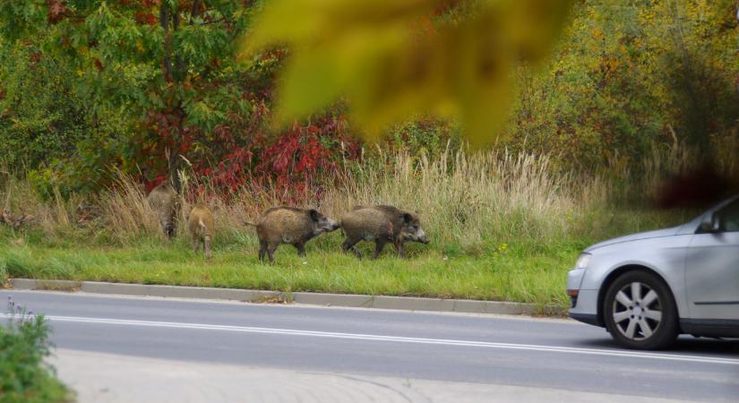 Őrület, miért lett ennyi vaddisznó a magyar vásorokban: semmi sem segít?