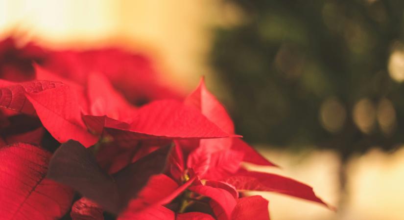 Íme a mikulásvirág-kisokos: Így tartsd formában kedvenc ünnepi növényedet