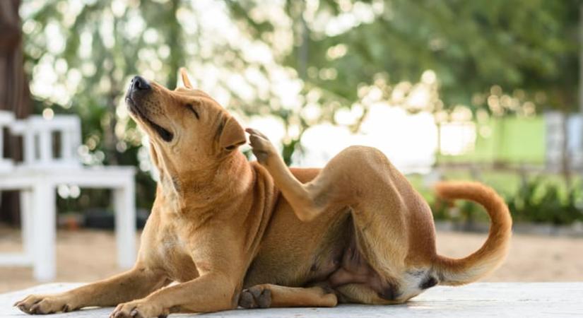 A Fidesz lehetővé tette az ebadót, most pedig az ebadót kivető Tiszával riogat