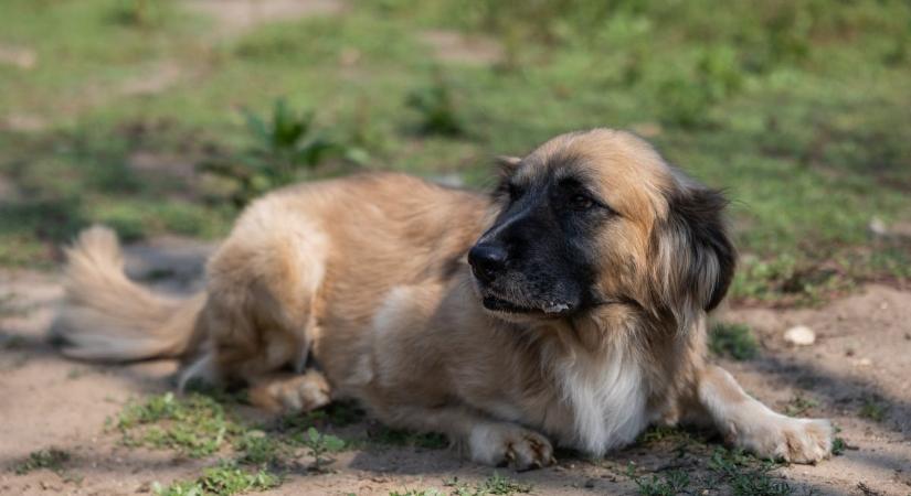 A Tatabánya Erőmű Kft. segíti a Tappancs Állatotthon munkáját