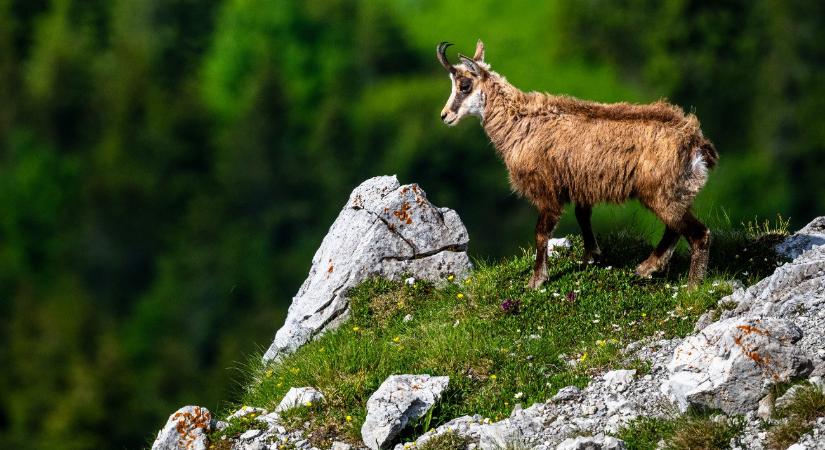 Lesújtó hír érkezett a tátrai zergékről