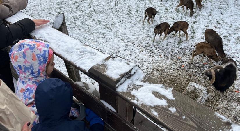 Karácsonyra készültek Sopron mellett, az Erdő Házában