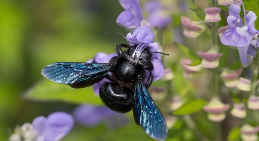 Hatalmas veszély: elcsendesülhet a zümmögés