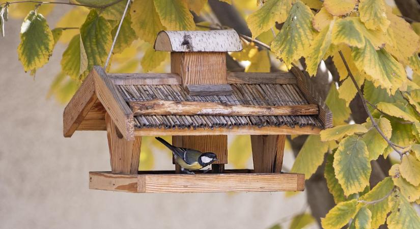 Kezdődik? Így etesd télen a madarakat!