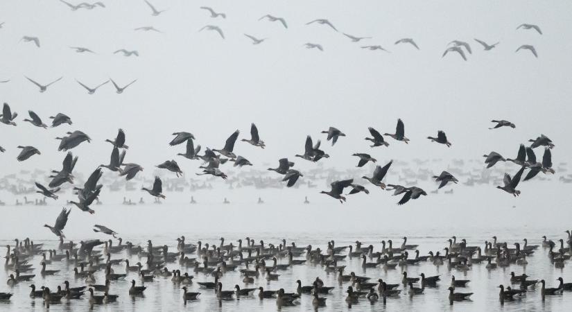 Látványos fesztivál lesz: 50 ezer liba húz el egyszerre szombaton Tatán