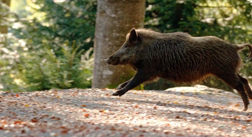 Te is találkoztál nemrég vaddisznóval a fővárosban? Megszólalt a Pilisi Parkerdő, erre kell figyelni