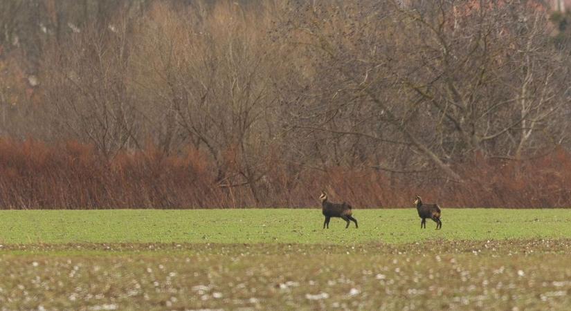 Ritka állatfaj bukkant fel az első hóval Győr-Moson-Sopronban - fotók