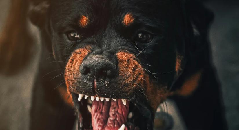 Medve nagyságú kutya marcangolt szét egy idős asszonyt, a rendőrök is alig bírtak el vele