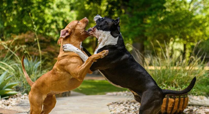 Nem volt esélye: fiatal nővel végzett egy brutális kutyatámadás