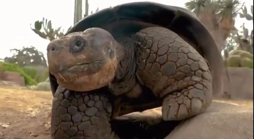 141 évig élt a matuzsálem, generációk kedvence volt San Diegóban – videó