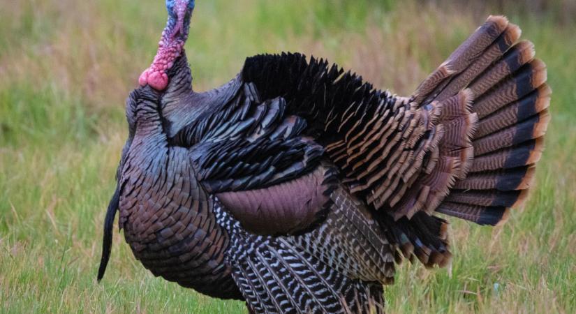 Donald Trump elnöki kegyelmet adott két pulykának