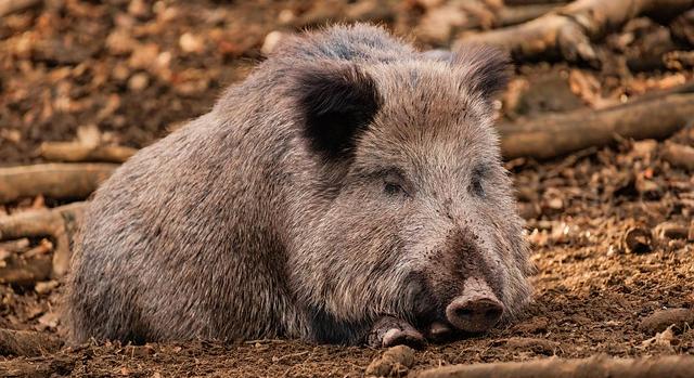 Afrikai sertéspestist azonosítottak elhullott vaddisznóban a Szentendrei-szigeten
