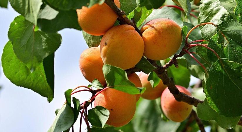 Szúbogarak támadták meg a kajszifát – megmenthető még a fa?