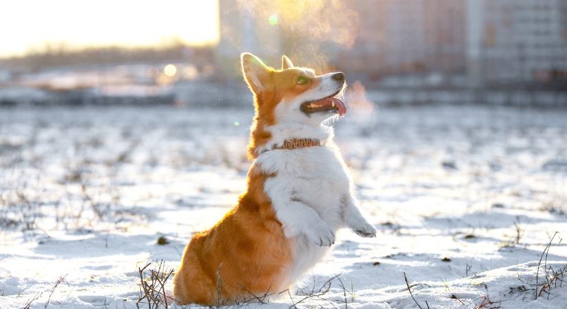 Egy dolog, amit minden kutyatulajdonosnak meg kell tennie télen a séták után