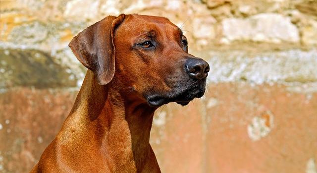 Kutyák, emberek és az ADHD