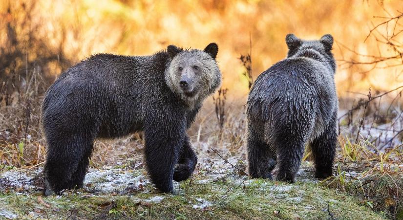 Teljesen felszívódott az iskolás csoportra támadt grizzly medve