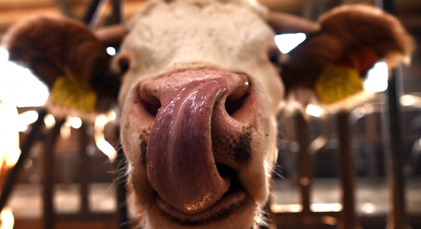 Igenis van értelme a „zebratehénnek”!