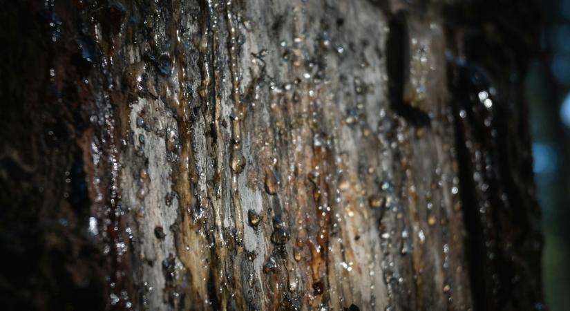 Meglepő, mit használtak sok ezer évvel ezelőtt az emberek fogfájás ellen