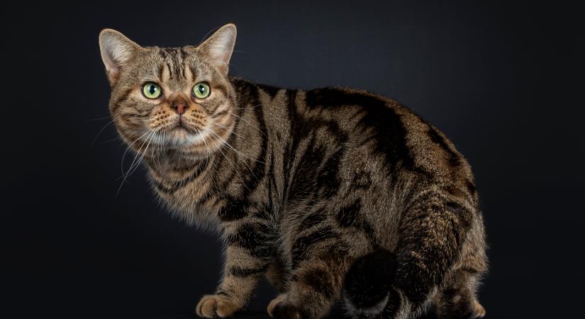 Hogyan definiáljuk a fajtát? Ez tesz egy macskafajtát macskafajtává