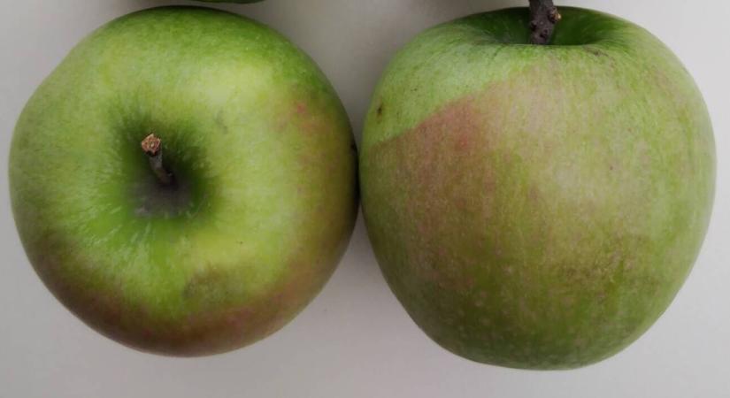 Miért piros a zöld alma?