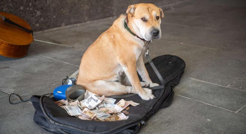 Szegeden eltűnt kutyára találtak rá több mint két év után Budapesten, lesújtó körülmények között