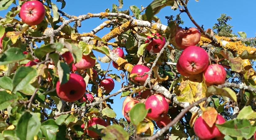 Ez nem az alma éve volt