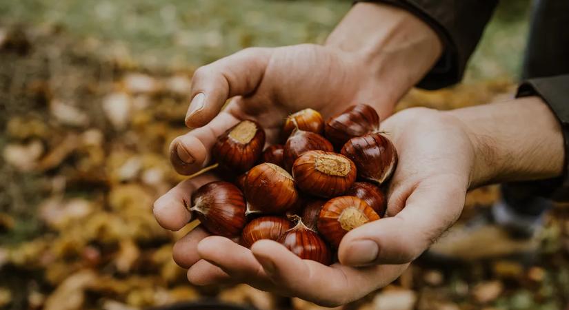 Ezek a szívbarát gesztenye lenyűgöző egészségőrző hatásai