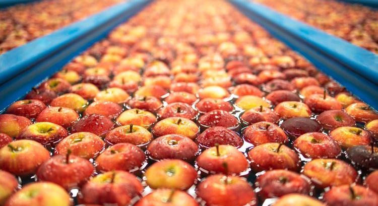 Bedőlnének a hazai gyárak az importalma nélkül