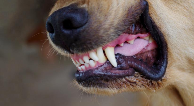 Döbbenetes tragédia: halálos kutyatámadás rázta meg a vasi falut, egy 67 éves nő az áldozat