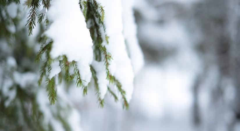 Ritka állatfaj bukkant fel az első hóval Győr-Moson-Sopronban