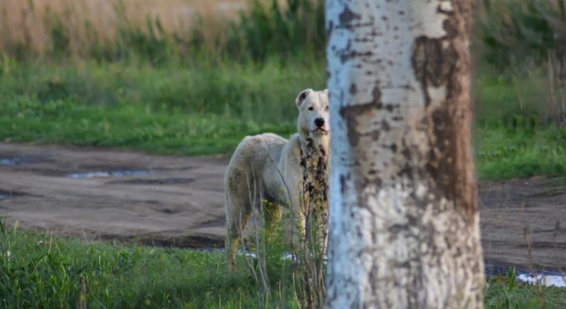 Halálra marcangolt egy kutya egy nőt Vas megyében