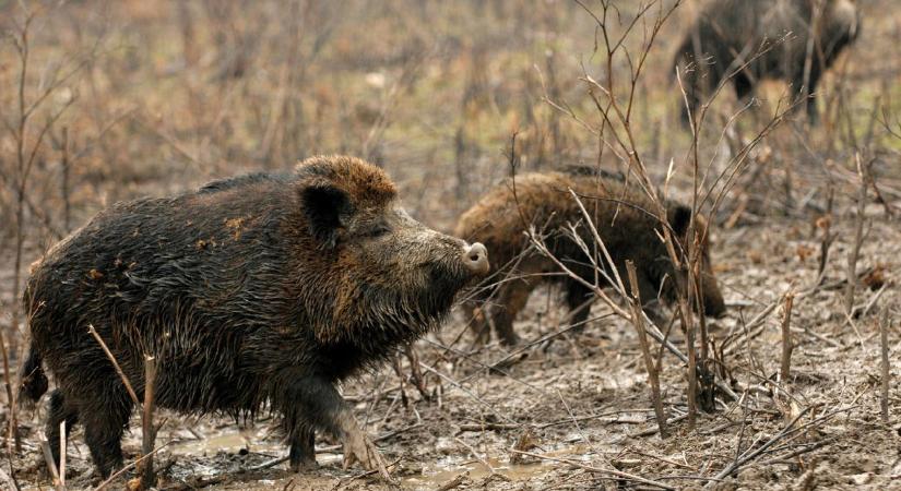 Sertéspestises vaddisznót találtak a Szentendrei-szigeten