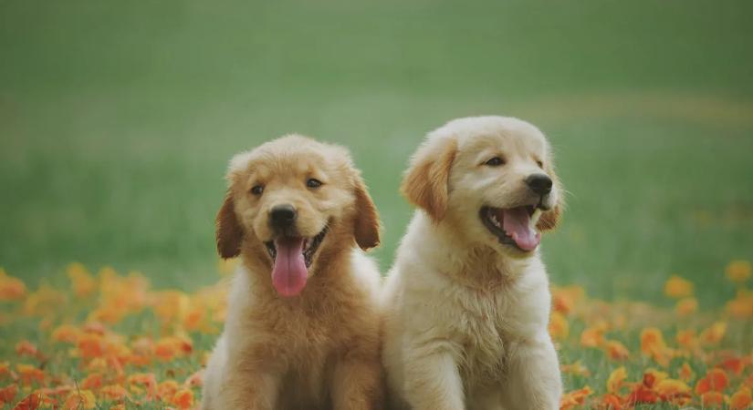 Brutális megszorítást tervez a Tisza Párt: a nyugdíjasokat, a kutya- és macskatartókat büntetnék