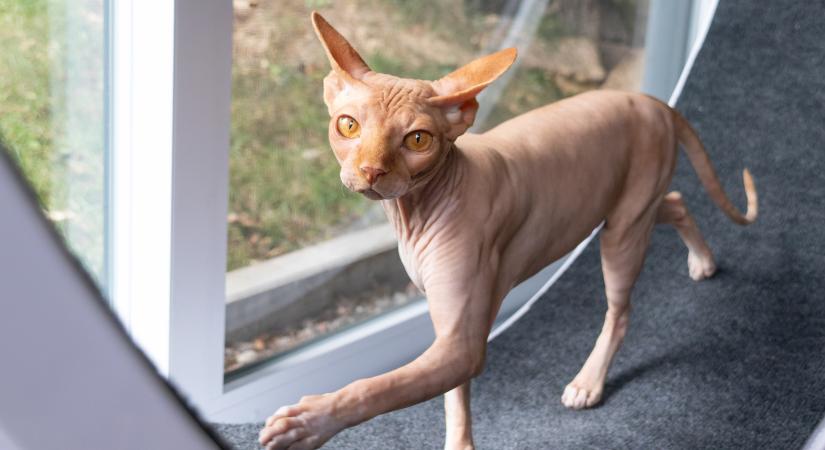 Futókerék a macskának: kiváló eszköz, vagy csak egy újabb trend?