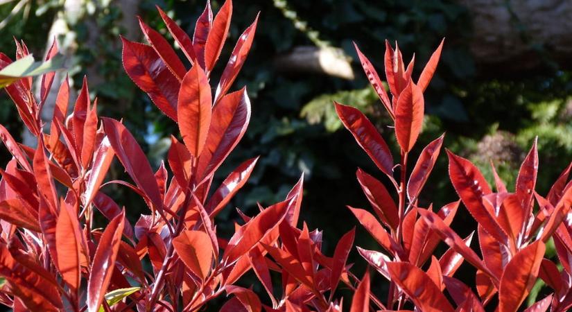 Korallberkenye – a kert vörösbe boruló dísze, amely minden tavasszal tűzijátékot rendez