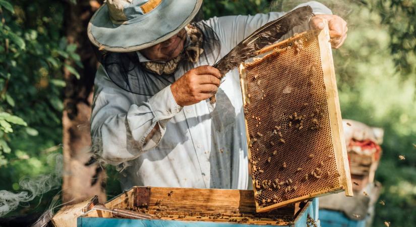 Újabb kártevő tehet tönkre egy egész ágazatot? Errefelé tart az ázsiai kis méhatka